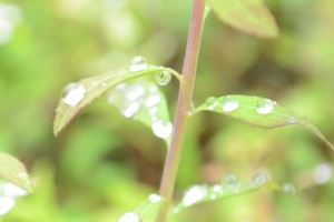 20150613　6月の花３ (6)